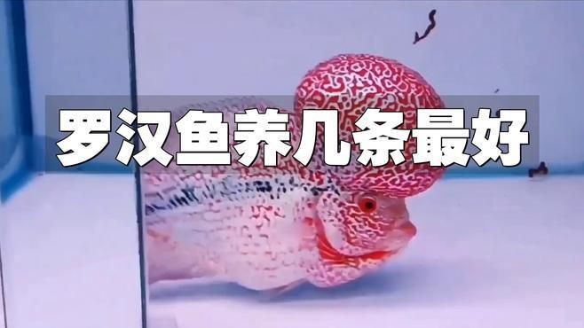 羅漢魚多少條才不打架【羅漢魚打架怎么辦】