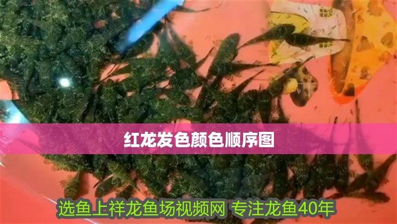 紅龍發色的流行趨勢【《紅龍發色的流行趨勢》紅龍魚4月發色演變揭秘黑椒小貝沉睡小姚】