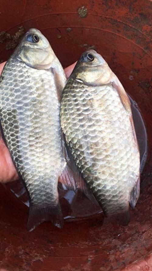 鯽魚圖片真實照片【《鯽魚圖片：展現自然之美》***】