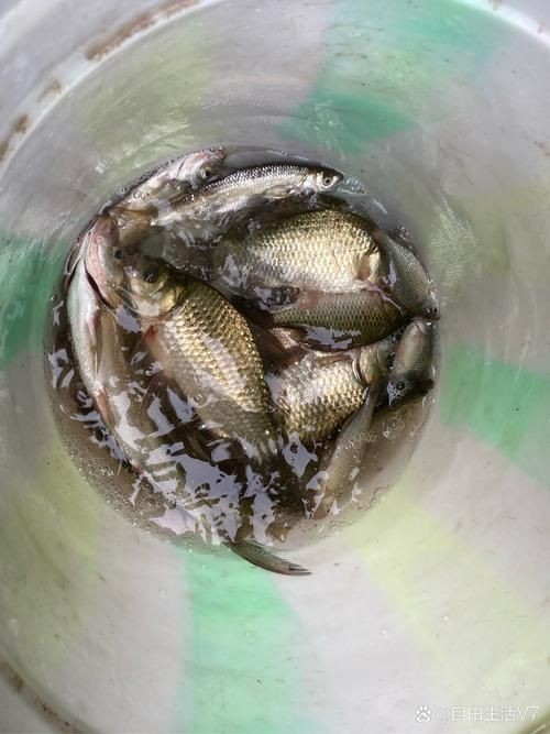 鯽魚圖片真實(shí)照片【《鯽魚圖片：展現(xiàn)自然之美》***】