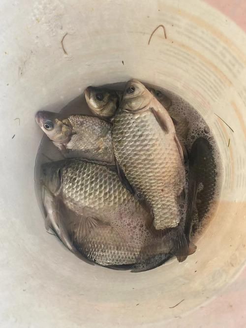 鯽魚圖片真實(shí)照片【《鯽魚圖片：展現(xiàn)自然之美》***】