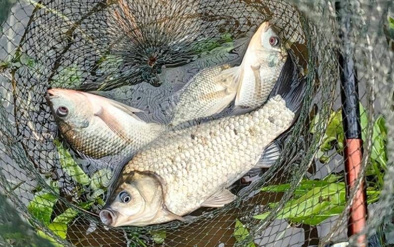鯽魚圖片真實(shí)照片【《鯽魚圖片：展現(xiàn)自然之美》***】