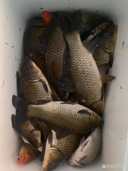 鯽魚圖片真實(shí)照片【《鯽魚圖片：展現(xiàn)自然之美》***】