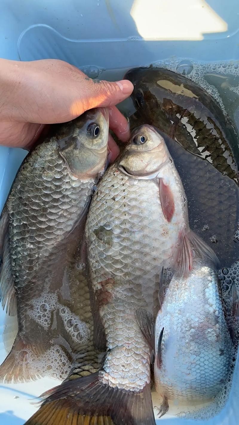鯽魚圖片真實(shí)照片【《鯽魚圖片：展現(xiàn)自然之美》***】