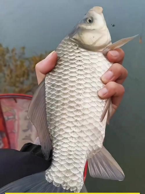鯽魚圖片真實(shí)照片【《鯽魚圖片：展現(xiàn)自然之美》***】