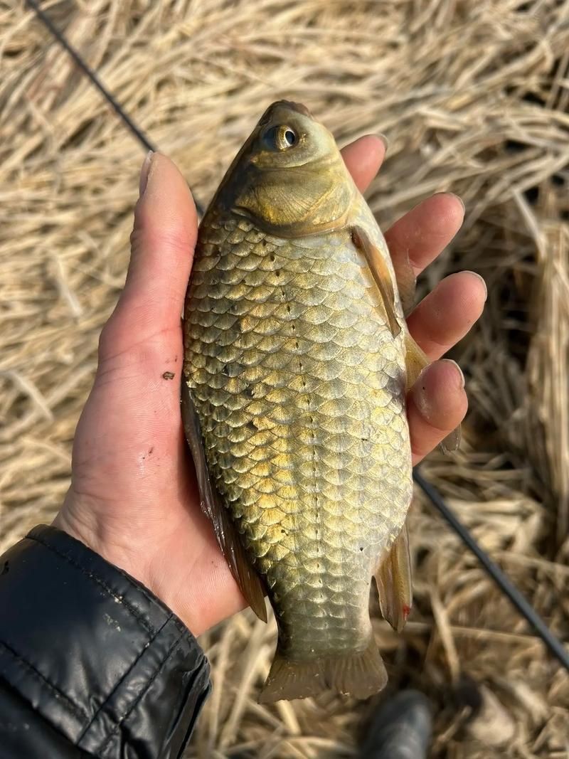 鯽魚圖片真實(shí)照片【《鯽魚圖片：展現(xiàn)自然之美》***】