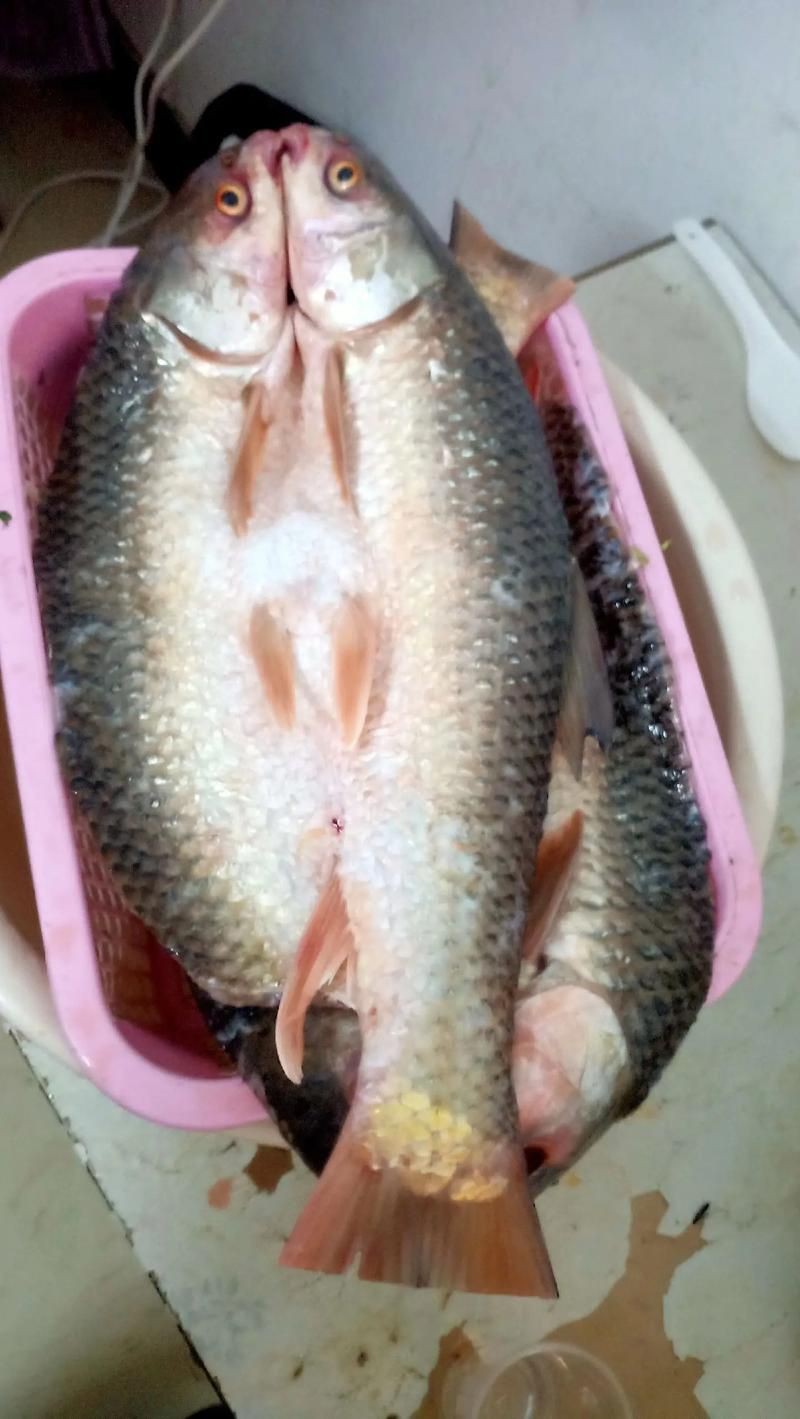 鯽魚圖片真實(shí)照片【《鯽魚圖片：展現(xiàn)自然之美》***】