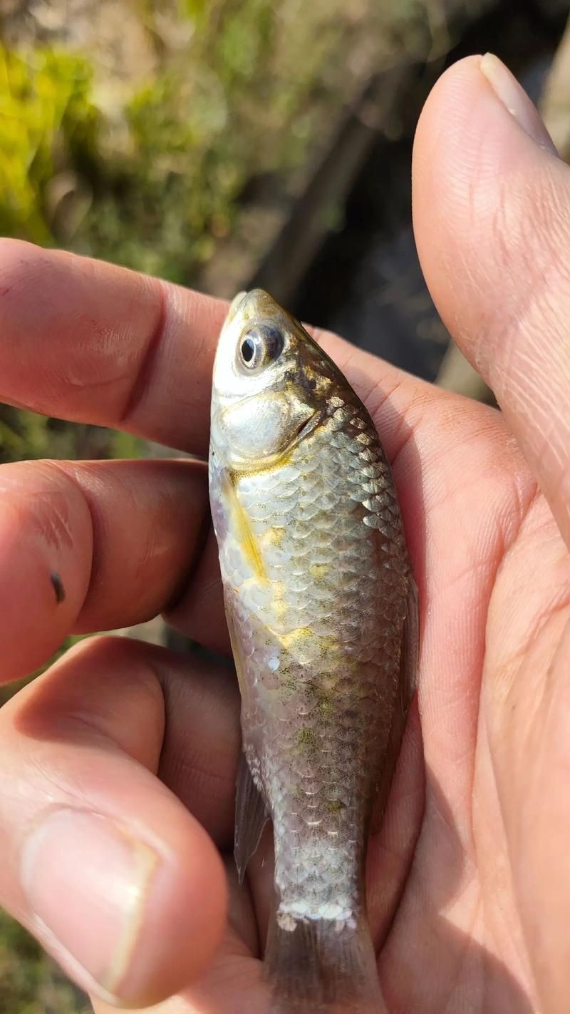 鯽魚圖片真實(shí)照片【《鯽魚圖片：展現(xiàn)自然之美》***】