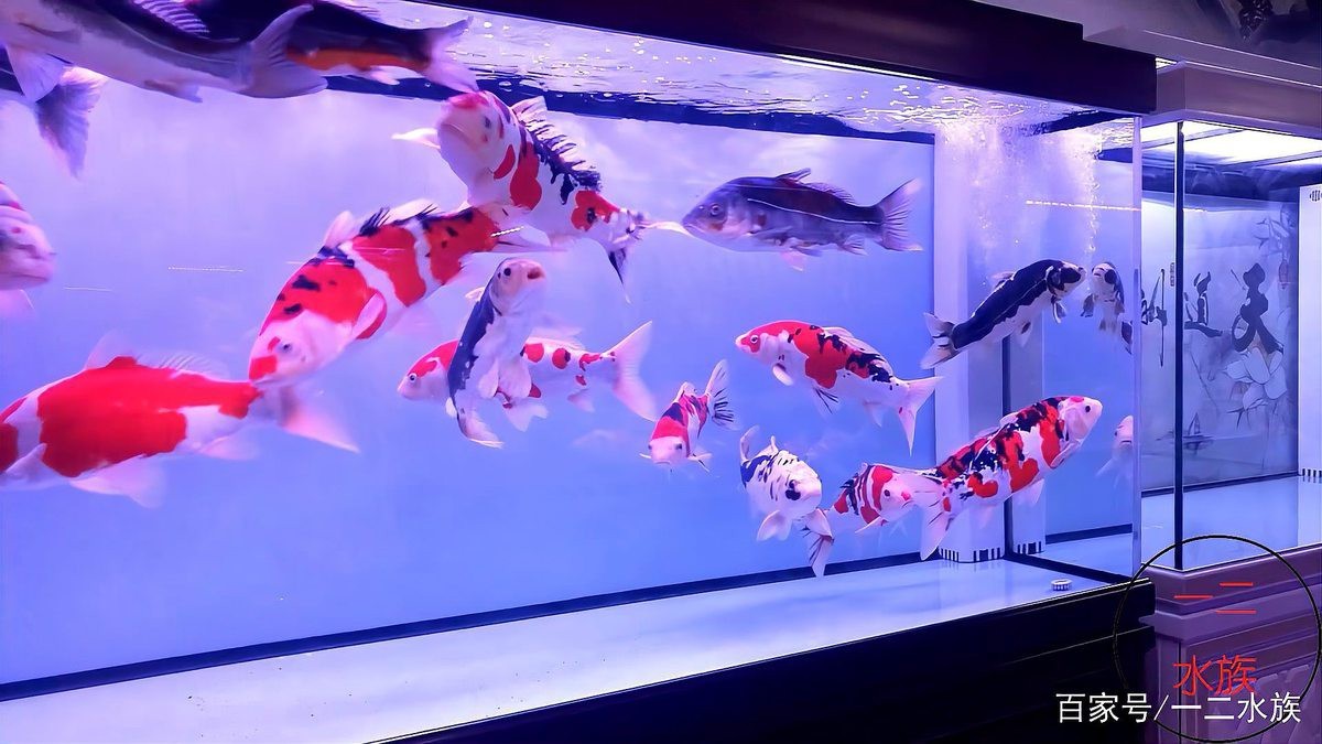 龍魚和鸚鵡魚混養(yǎng)需要多大的過濾系統(tǒng)？【龍魚和鸚鵡魚混養(yǎng)時過濾系統(tǒng)的選擇需要考慮什么標準】