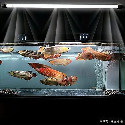 龍魚和鸚鵡魚混養(yǎng)需要多大的過濾系統(tǒng)？【龍魚和鸚鵡魚混養(yǎng)時過濾系統(tǒng)的選擇需要考慮什么標準】