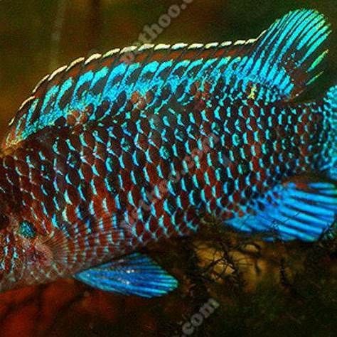 藍帆3間魚最忌三種魚【藍帆三間魚在混養方面存在一些禁忌，它最忌的三種魚類】