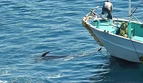 海豚吃鯊魚【《抗中能夠掌握：海洋中的獨(dú)特捕食現(xiàn)象角度》】