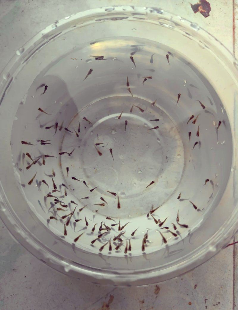 魟魚生產(chǎn)前征兆【《魟魚生產(chǎn)前征兆》*，魟魚生產(chǎn)前的20個典型征兆及其科學應對方案】