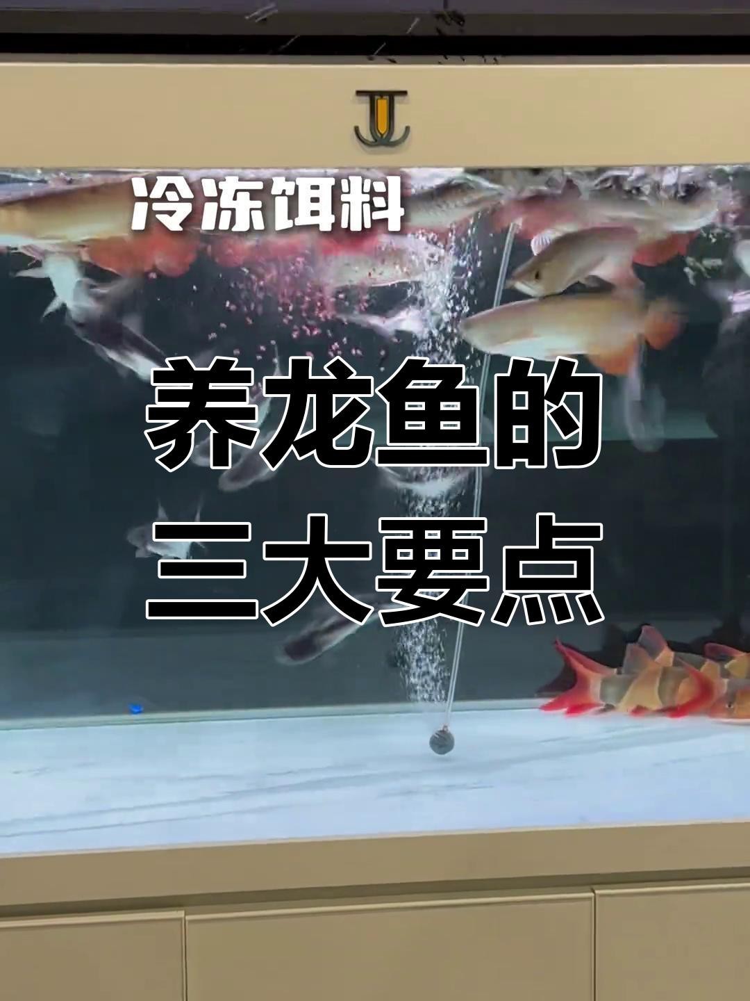 龍魚(yú)的最佳飼養(yǎng)環(huán)境是什么？【魚(yú)的最佳飼養(yǎng)環(huán)境需綜合考慮水質(zhì)、光照、空間及裝飾等多個(gè)方面】 龍魚(yú)的最佳飼養(yǎng)環(huán)境是什么？【魚(yú)的最佳飼養(yǎng)環(huán)境需綜合考慮水質(zhì)、光照、空間及裝飾等多個(gè)方面】 龍魚(yú)百科 第10張