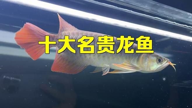 龍魚前十名品牌有哪些【《龍魚前十名品牌》】