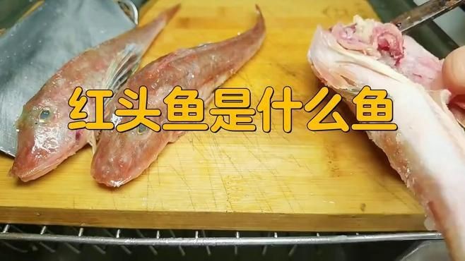 紅頭魚和紅娘魚的區別【紅頭魚和紅娘魚有什么區別？】