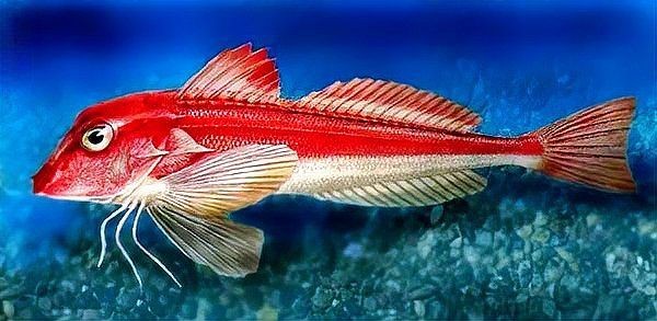 紅頭魚和紅娘魚的區別【紅頭魚和紅娘魚有什么區別？】