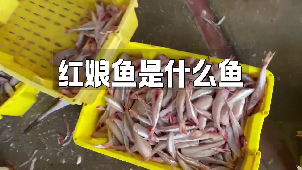紅頭魚和紅娘魚的區別【紅頭魚和紅娘魚有什么區別？】