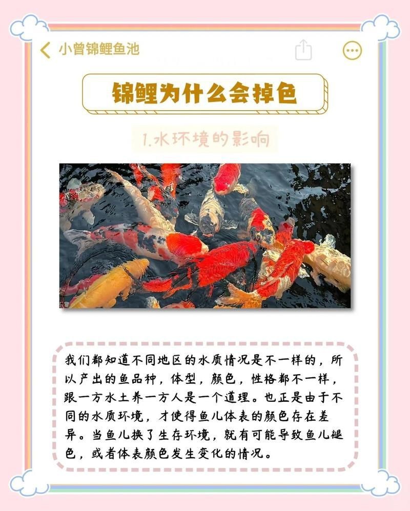 錦鯉褪色如何恢復【錦鯉褪色后，可通過以下方法來嘗試恢復，要確保水質良好】