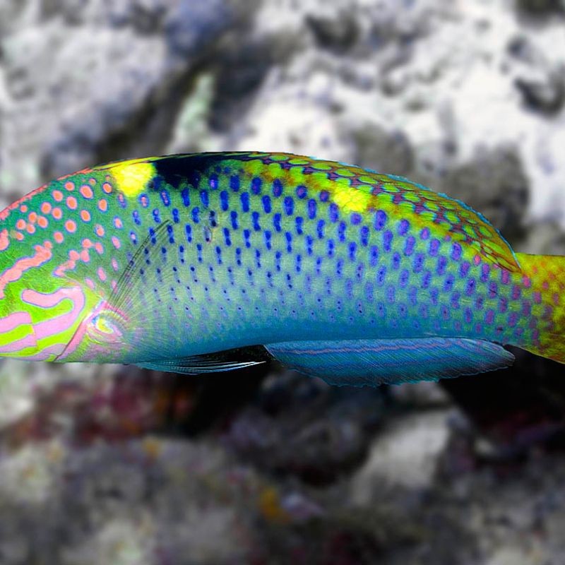 藍(lán)色黃鰭的魚是什么魚【藍(lán)色黃鰭的魚是什么？】