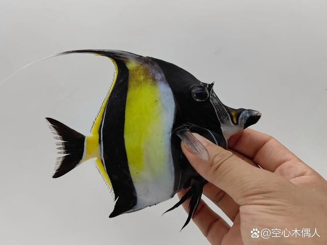 鐮刀魚圖片【廣西男子撿到一桶巨型豬麻鋸，網友：下次少放點貍貓之一】