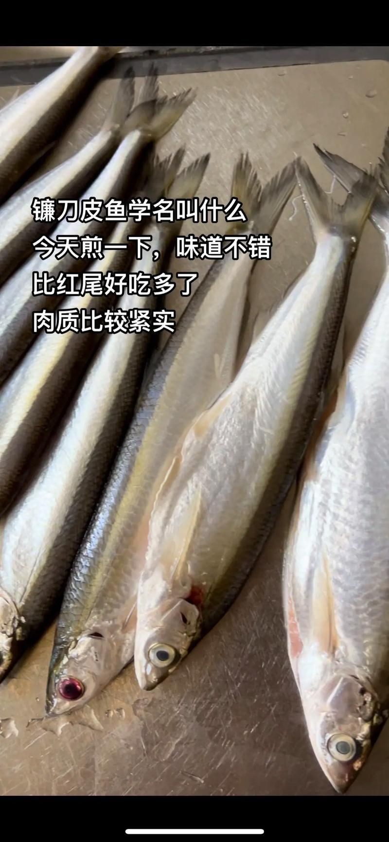 鐮刀魚圖片【廣西男子撿到一桶巨型豬麻鋸，網友：下次少放點貍貓之一】