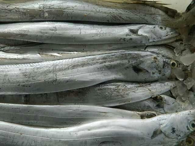 阿莫<strong><mark>西林</mark></strong>對多種魚類的細菌性感染都有效，如何判斷魚類感染是否由細菌引起（阿莫<strong><mark>西林</mark></strong>對哪些魚不敏感？）
