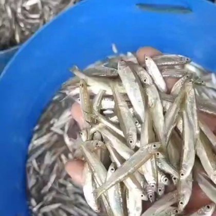 刀魚價格15一斤【15元一斤的刀魚，為什么價格懸殊十倍，網友：6000一斤】
