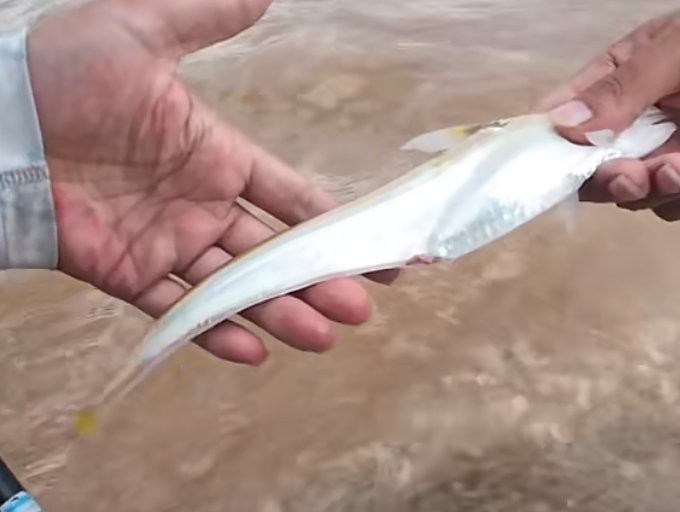 刀魚價格15一斤【15元一斤的刀魚，為什么價格懸殊十倍，網友：6000一斤】