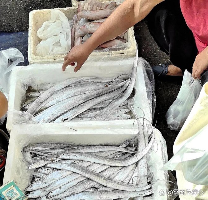 刀魚價格15一斤【15元一斤的刀魚，為什么價格懸殊十倍，網友：6000一斤】