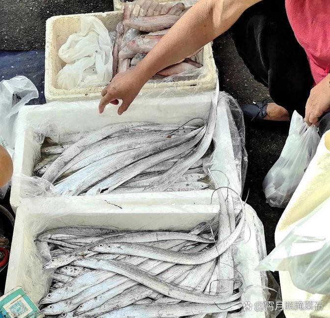 刀魚價格15一斤【15元一斤的刀魚，為什么價格懸殊十倍，網友：6000一斤】