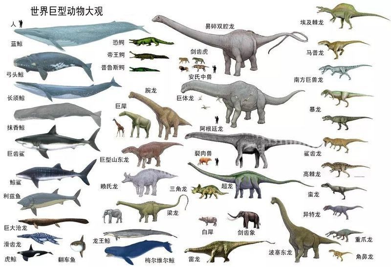 恐龍蛋最貴的三個顏色【《恐龍蛋最貴的三個顏色》】