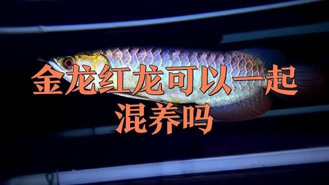 金龍魚和紅龍魚哪個(gè)好養(yǎng)一點(diǎn)【金龍魚和紅龍魚養(yǎng)殖難度對(duì)比】