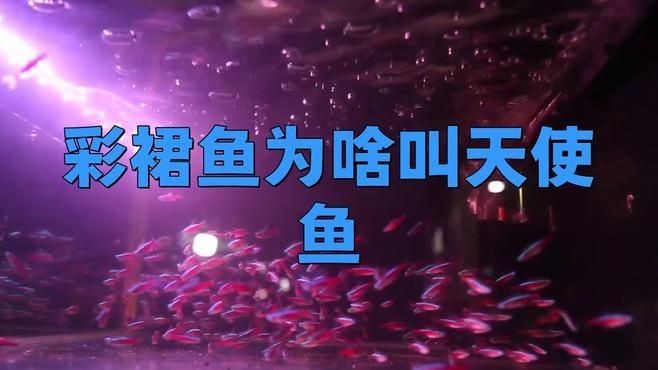 綠老虎天使仙活體長尾巴七彩裙魚【活體長尾巴七彩裙魚】 綠老虎天使仙活體長尾巴七彩裙魚【活體長尾巴七彩裙魚】 龍魚百科 第1張