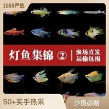 綠老虎天使仙活體長尾巴七彩裙魚【活體長尾巴七彩裙魚】 綠老虎天使仙活體長尾巴七彩裙魚【活體長尾巴七彩裙魚】 龍魚百科 第2張