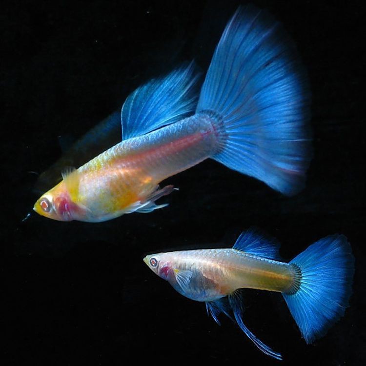 紅色眼睛孔雀魚叫什么【孔雀魚的其他紅眼品種如何鑒別】