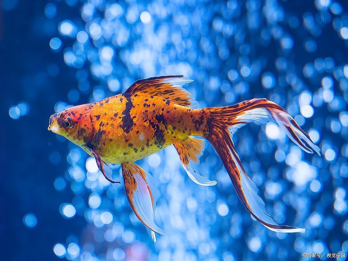 雷龍魚眼睛外凸正常嗎【雷龍魚眼睛外凸是否正常】