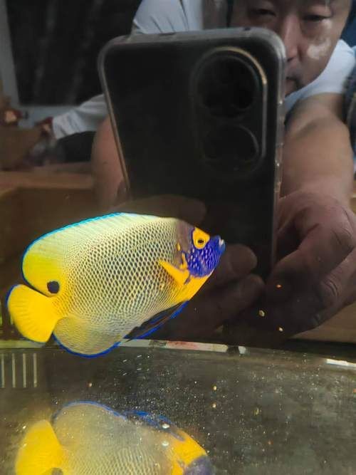 藍面魚公母區分圖片【《藍面魚公母區分圖片》】