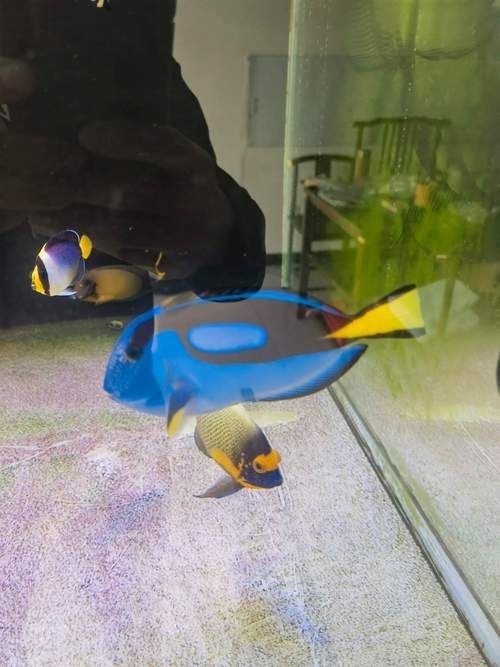 藍面魚公母區分圖片【《藍面魚公母區分圖片》】