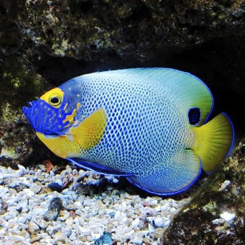 藍面魚公母區分圖片【《藍面魚公母區分圖片》】