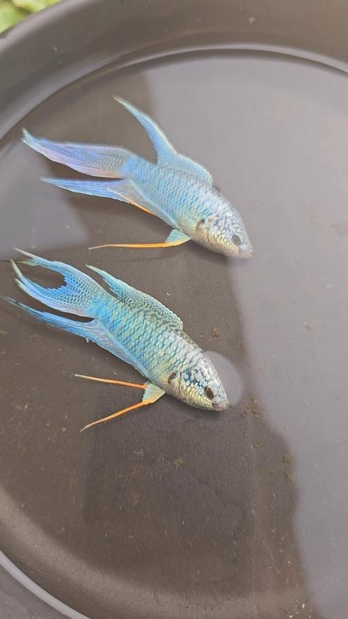 藍面魚公母區分圖片【《藍面魚公母區分圖片》】