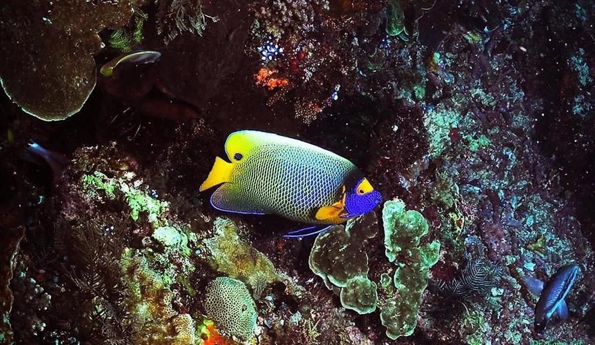 藍面魚公母區分圖片【《藍面魚公母區分圖片》】