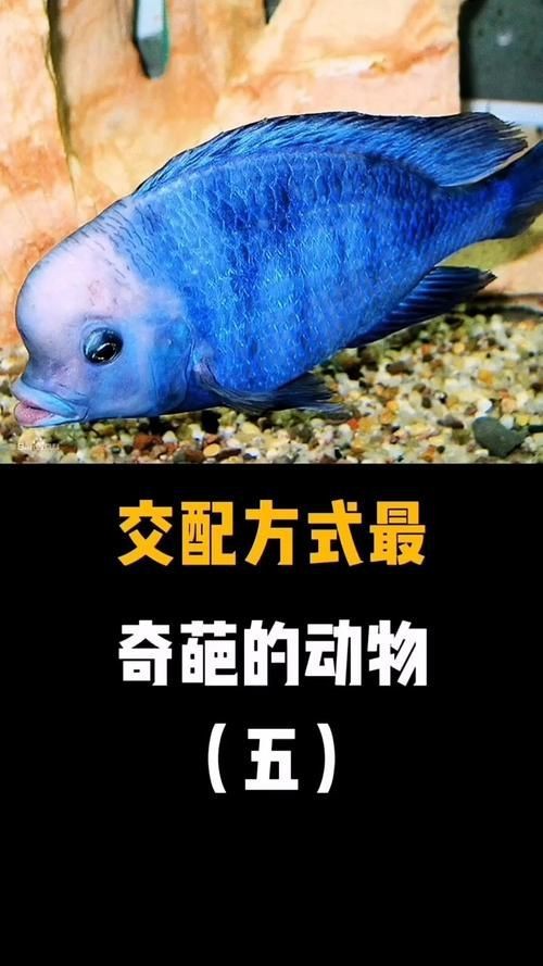 藍面魚公母區分圖片【《藍面魚公母區分圖片》】