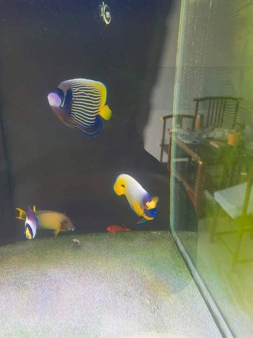 藍面魚公母區分圖片【《藍面魚公母區分圖片》】