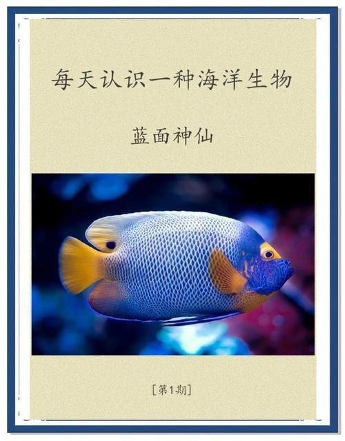 藍面魚公母區分圖片【《藍面魚公母區分圖片》】