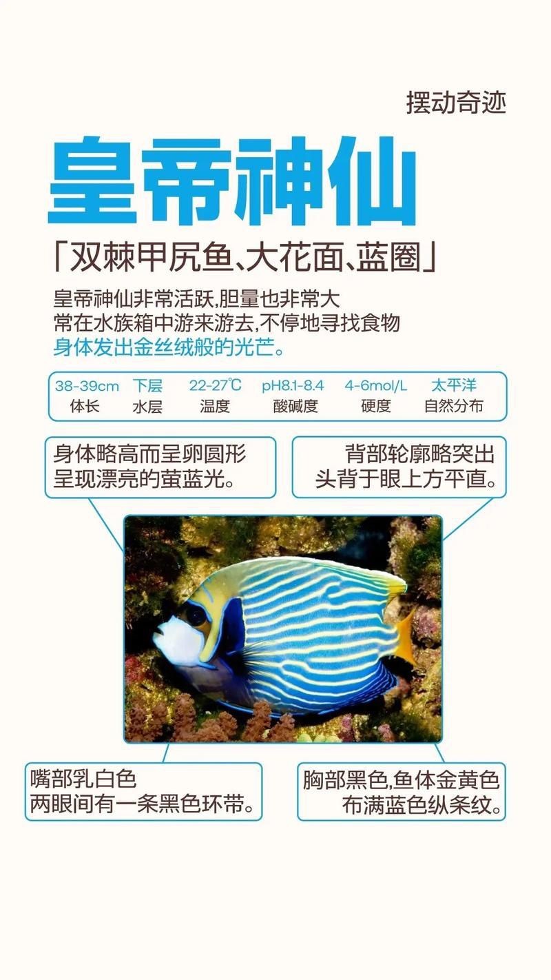 藍面魚公母區分圖片【《藍面魚公母區分圖片》】