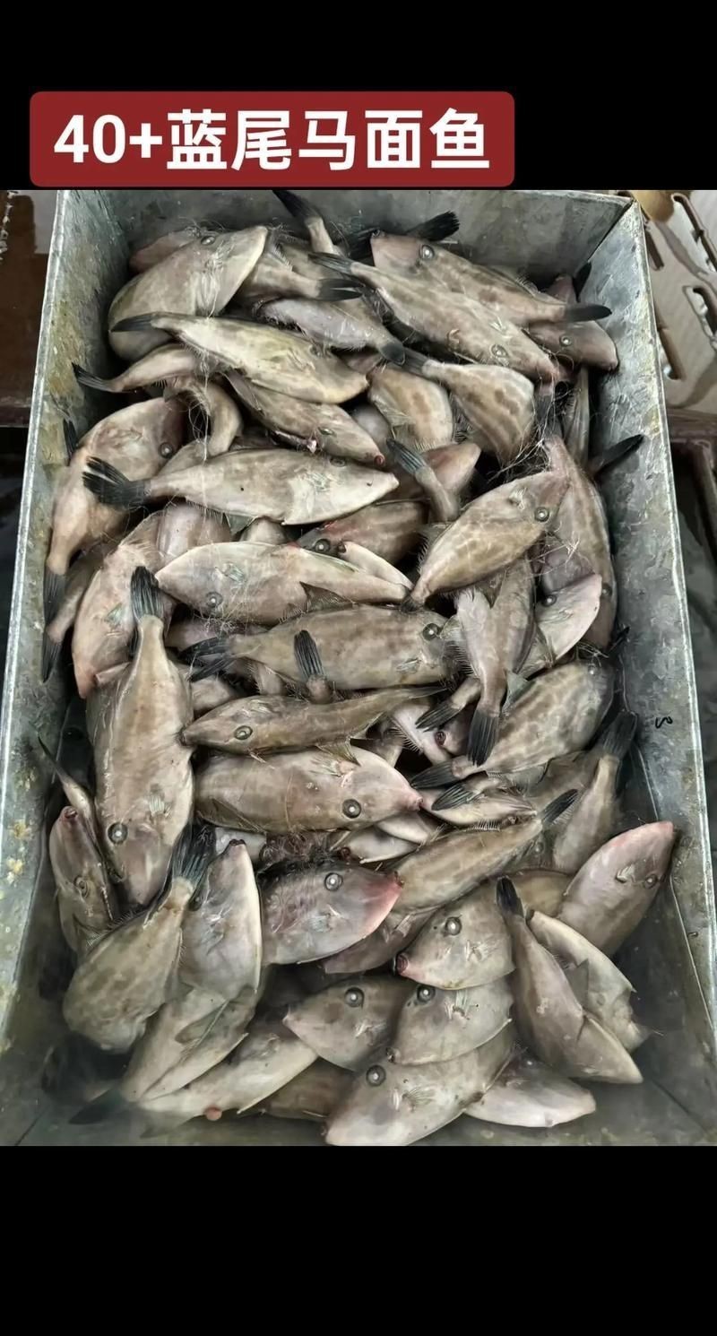 藍面魚公母區分圖片【《藍面魚公母區分圖片》】