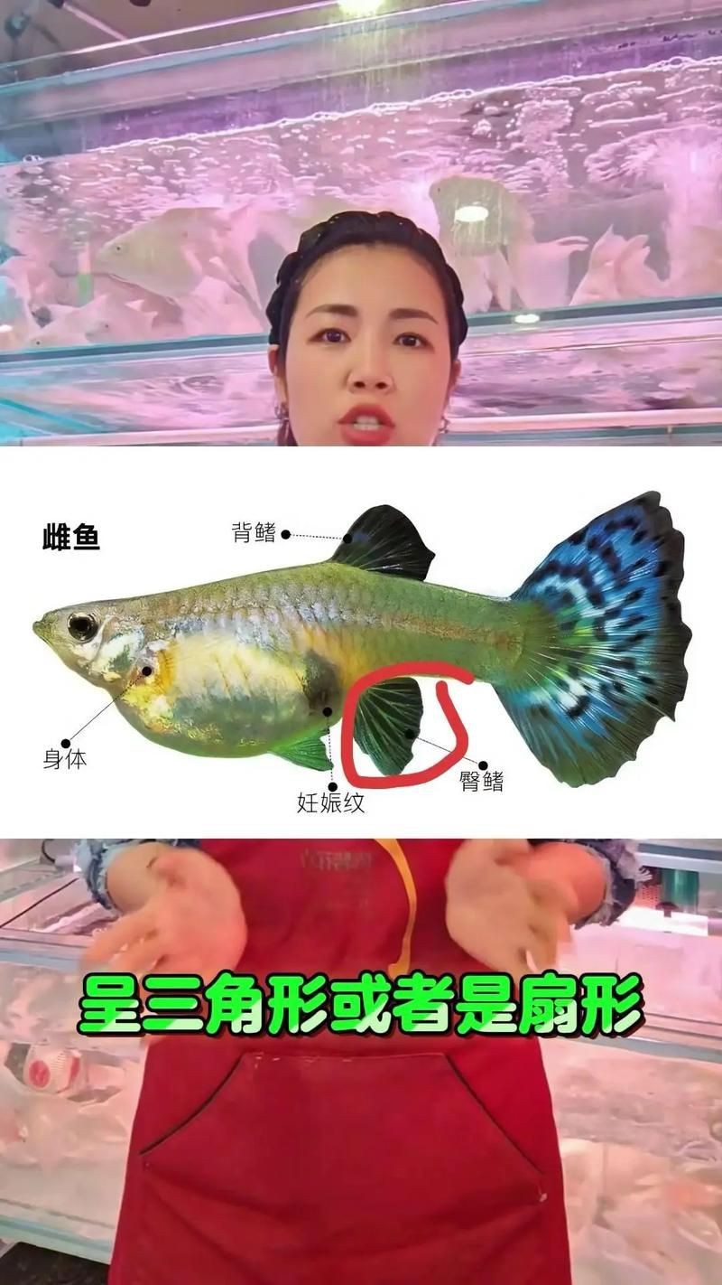 藍面魚公母區分圖片【《藍面魚公母區分圖片》】