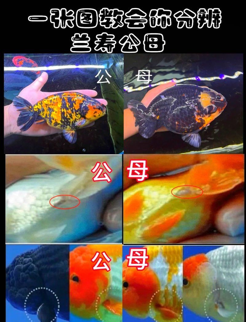 藍面魚公母區分圖片【《藍面魚公母區分圖片》】