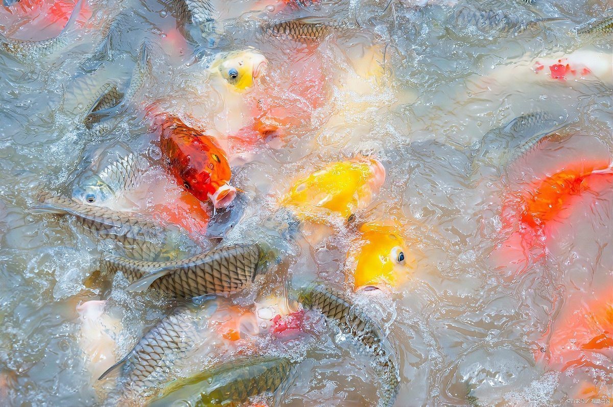 風水魚養幾條最吉利最旺財【風水魚養幾條最吉利最招財】